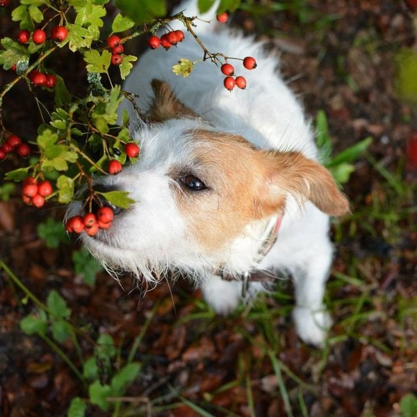 Can Dogs Eat Berries? Yes, But What Kinds? The Goody Pet