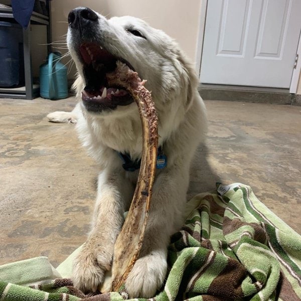 Can Dogs Have Steak Bones? Uncovering The Untold Dangers These Bones