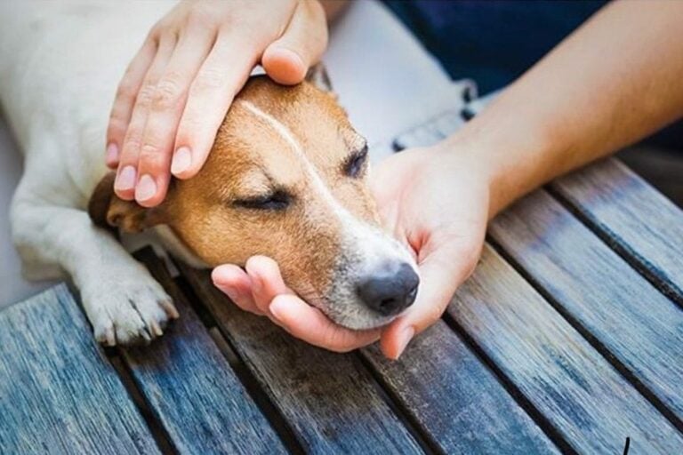 What Causes Seizures In Dogs? Symptoms And Treatment The Goody Pet