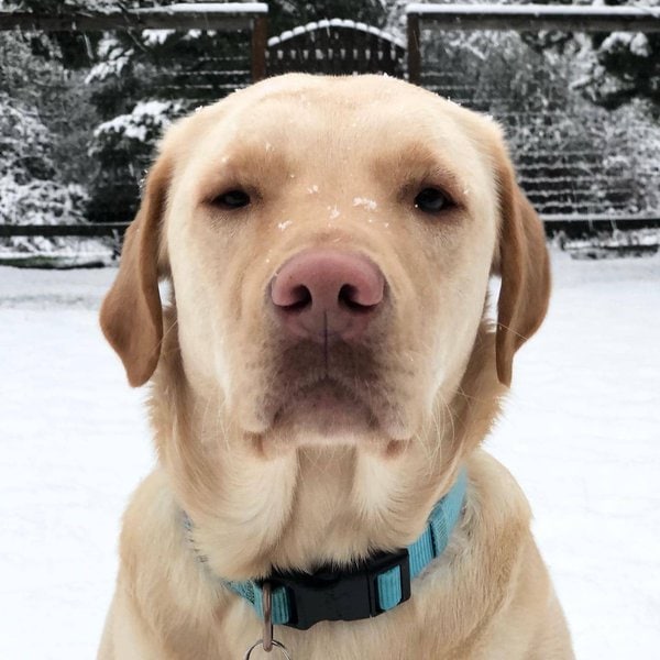 What Is A Dudley Lab? Unique Pink Nose! The Goody Pet