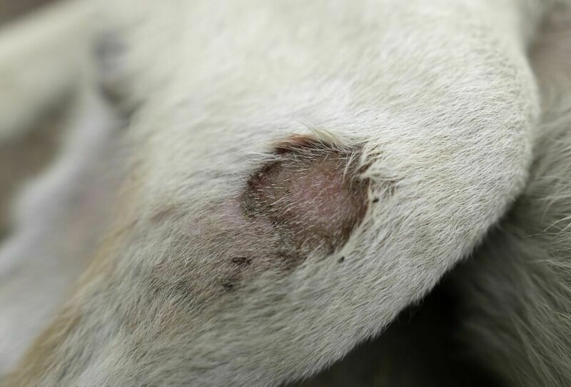 What Causes Scabs On Dogs Treatment And Prevention Tips The Goody Pet