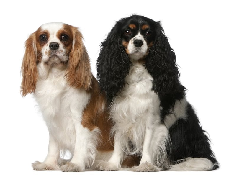 9 Knightly Colors And Patterns Of A Cavalier King Charles ...