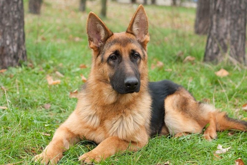 21 Gorgeous Colors And Patterns Of A German Shepherd The Goody Pet