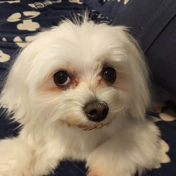 How To Get Rid Of Maltese's Tear Stains? And How To Prevent Tear Stains