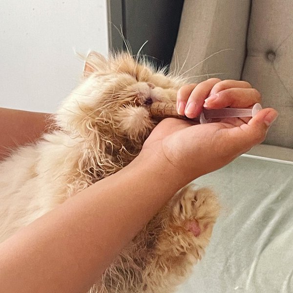 Help! My Cat Is Not Eating What Should I Do? The Goody Pet