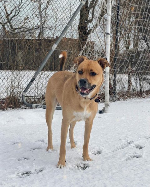 boxer german shepherd lab mix