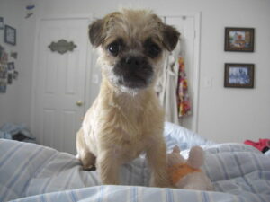 Pugapoo: A Complete Guide To All The Information You Must Know - The ...