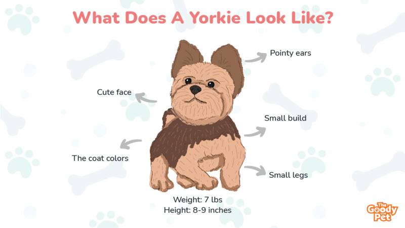 Mismarked yorkies sales