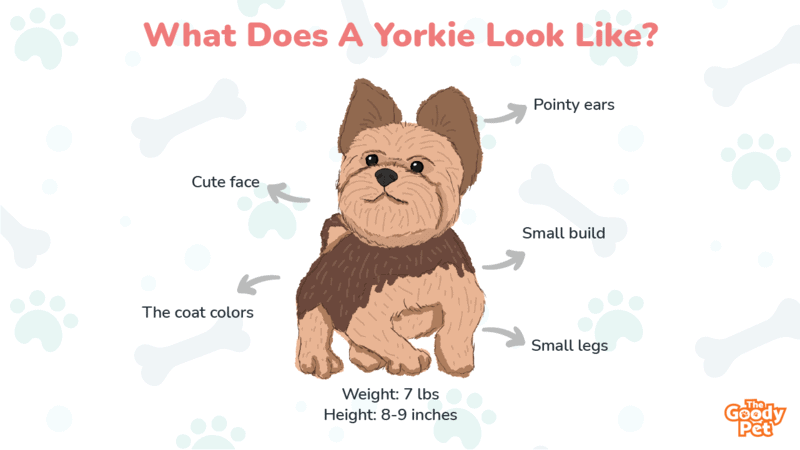 why does my yorkie smell like fish