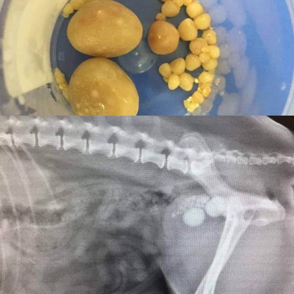 How Much Does Dog XRay Cost? And Its Importance The Goody Pet