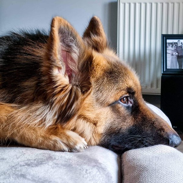 Depression In Dogs Warning Signs You Need To Know The Goody Pet