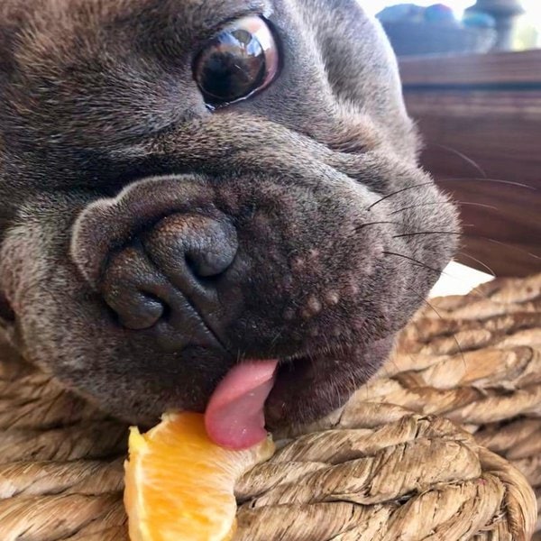 Can Dogs Eat Oranges? What About Cuties Oranges? The Goody Pet