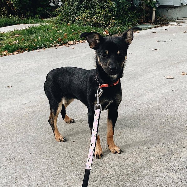 Rottweiler Chihuahua Mix Your Complete Breed Guide To The Chiweiler The Goody Pet