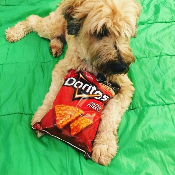 Can Dogs Eat Doritos? Read This Before It’s Too Late The Goody Pet