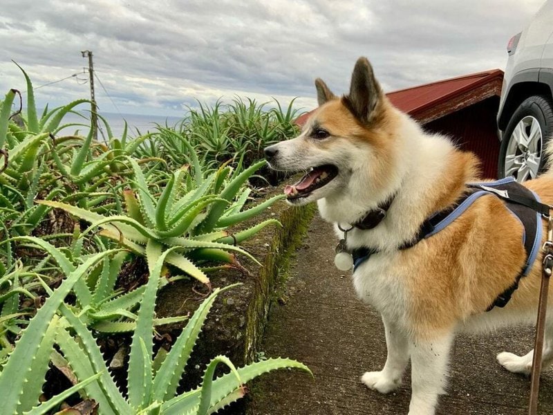 Dog ate aloe sales vera