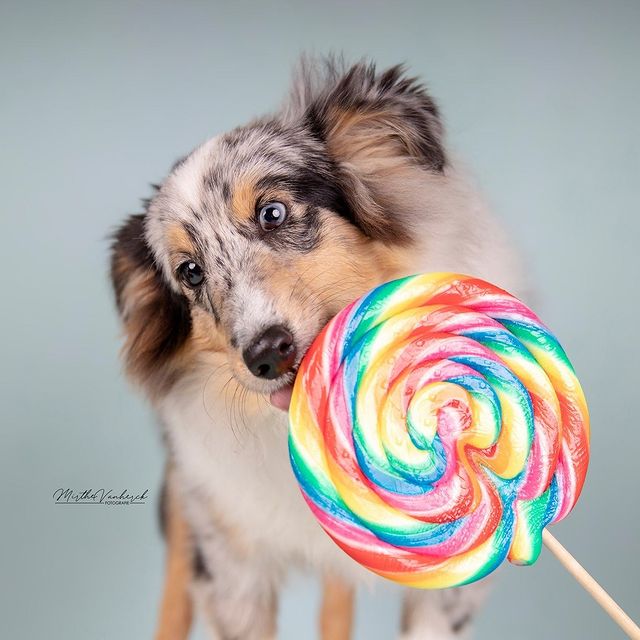 Is Sour Candy Bad For Dogs Offers Discount Save 40 Jlcatj gob mx