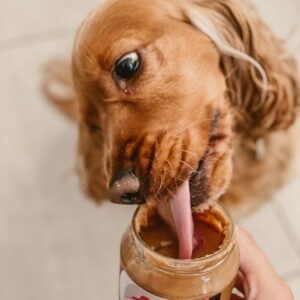 Are dogs allergic to peanuts Clearance