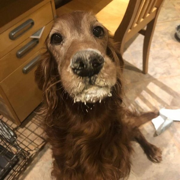 dog ate flour