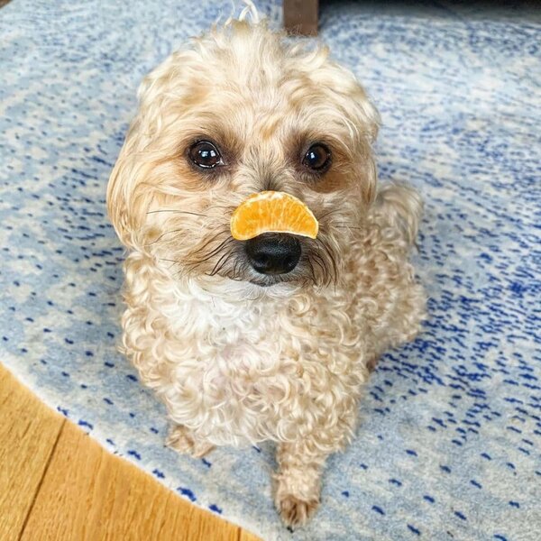 Can Dogs Eat Citrus Fruits? Here's Why They Should The Goody Pet