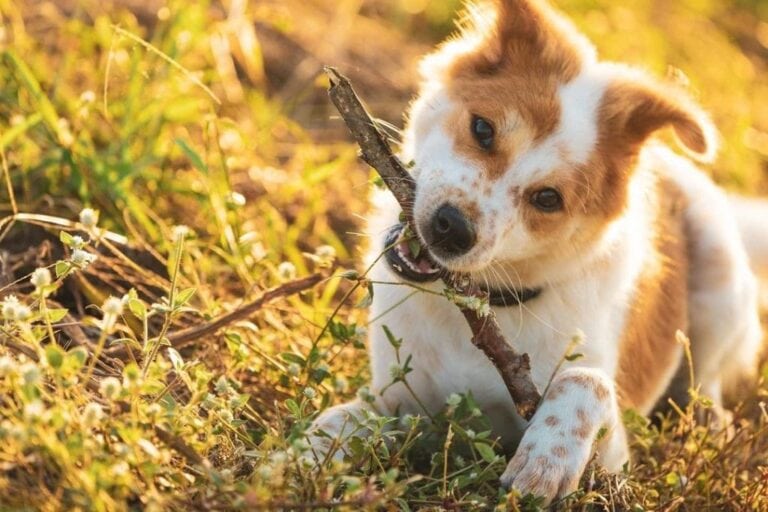 Why Do Dogs Eat Sticks? Insights To Understanding Their Obsession The