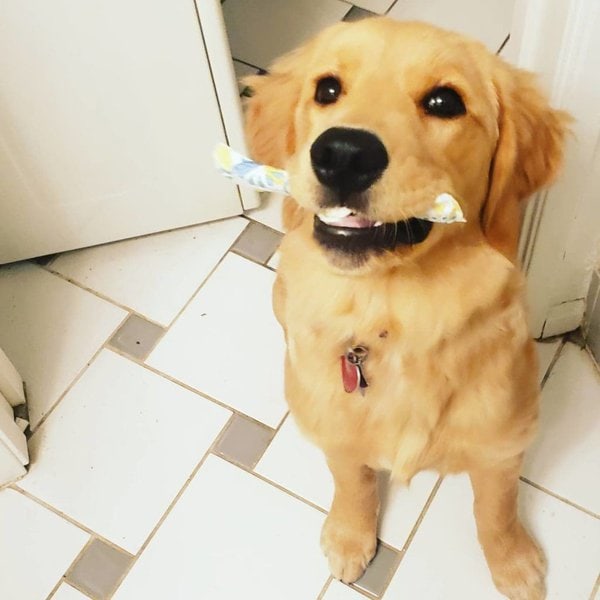 Why Do Dogs Eat Tampons? And What You Should Do To Help Them The