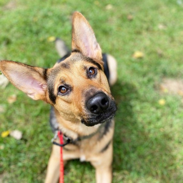 Can Dogs Smell Fear? Here's How They React The Goody Pet