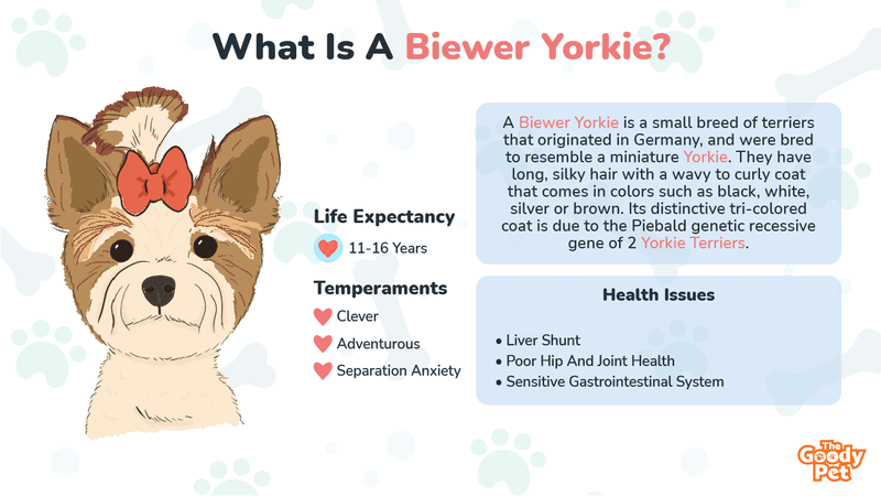 what is the difference between a biewer and a yorkie