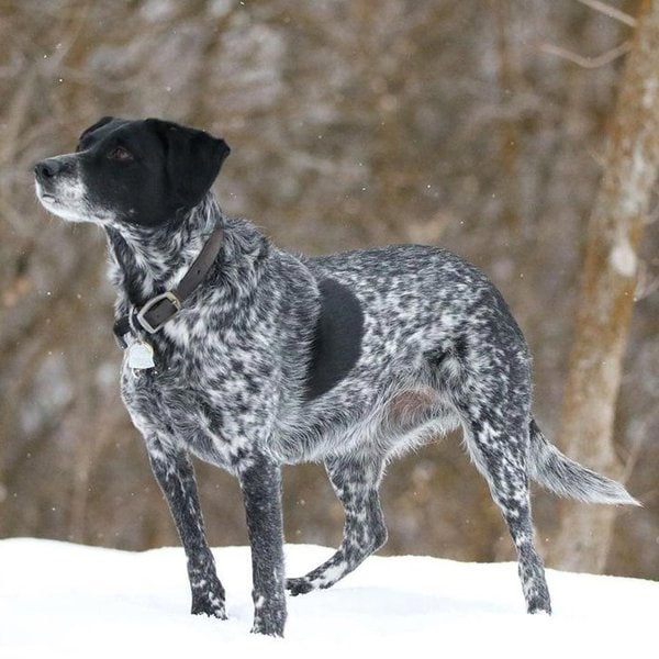 Labrador Blue Heeler Mix Your Complete Breed Guide To This Designer