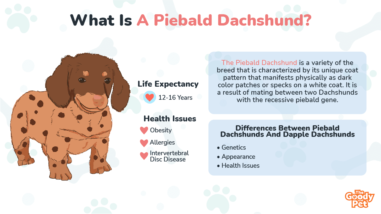 Difference between piebald and shop dapple dachshund