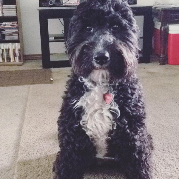 Pitbull Poodle Mix Your Complete Pit Boodle Breed Guide The Goody Pet