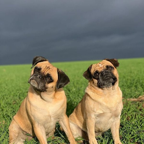 Retro Pug A Complete Guide To This Pug Breed The Goody Pet