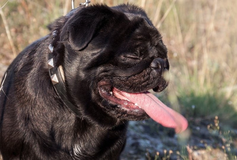 how do you treat a sneezing dog