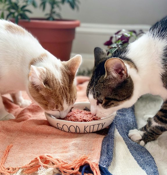 Wet Cat Food Feeding 101 How Much Food To Feed Everyday The Goody Pet