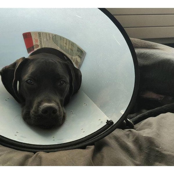 Labrador Boxer Mix Your Complete Boxador Breed Guide The Goody Pet