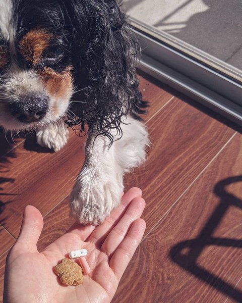 gabapentine anxiete chien