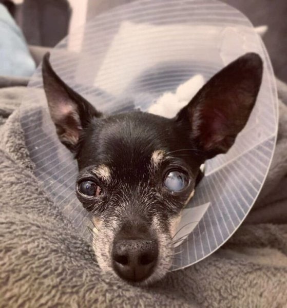 How Much Does A Dog Cataract Surgery Cost? And Its Importance The Goody Pet