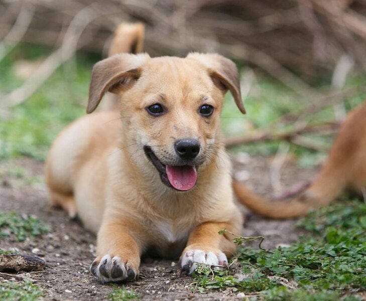 What Is A Dachshund Mix? Facts About The You Should Know