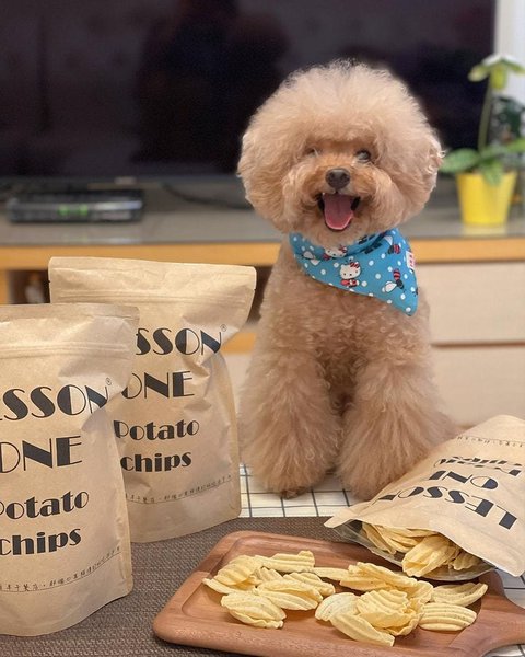 are chips safe for dogs