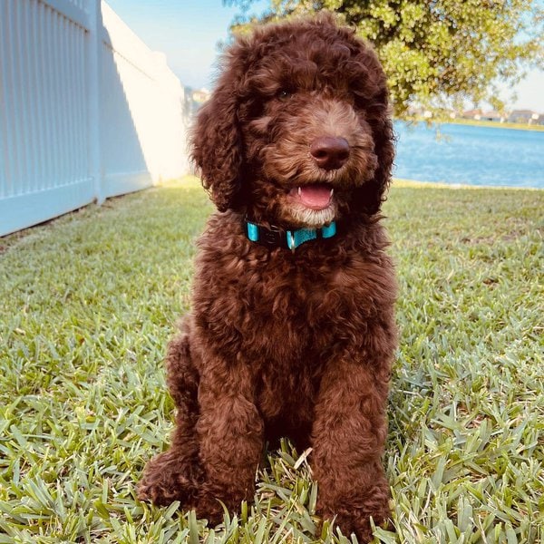 chocolate-goldendoodle-your-complete-breed-guide-the-goody-pet
