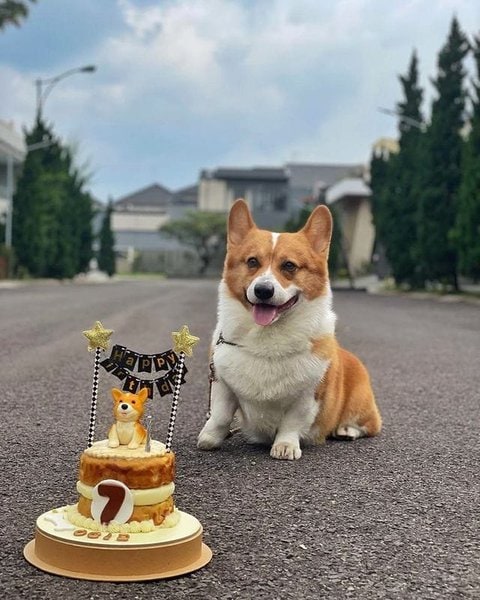 can dogs have coffee cake