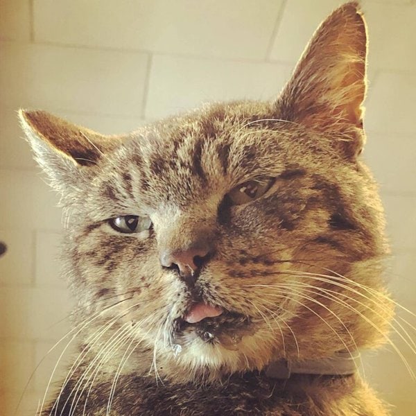 Why Does My Cat Drool Should I Be Concerned? The Goody Pet