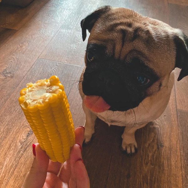 Can Dogs Eat Corn? Is Corn Safe For My Dog? The Goody Pet