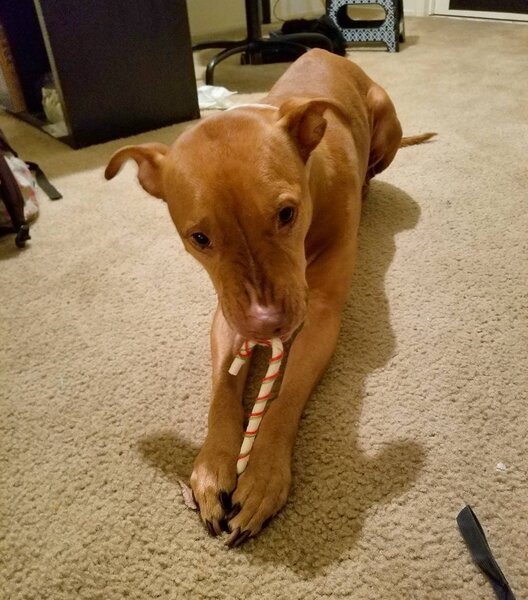 Can Dogs Eat Candy Canes? Here's Why They Should Not The Goody Pet