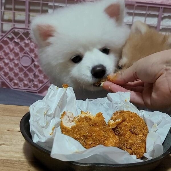 Can Dogs Eat Fried Chicken? The Shocking Truth Behind Its Consumption