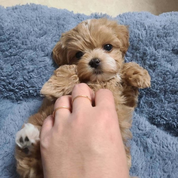 How Do You Take Care Of A Puppy For Beginners? The Goody Pet