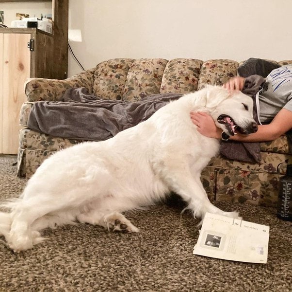 Why Do Dogs Lean On You? Understanding What This Behavior Means The