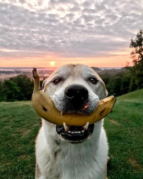 do banana peels make dogs sick