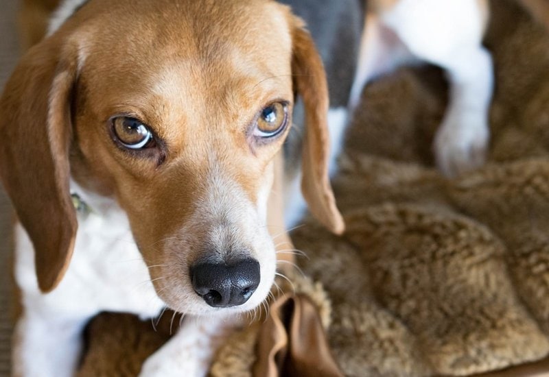 What Is A Beagle Dachshund Mix? Facts You Should Know About A Doxle