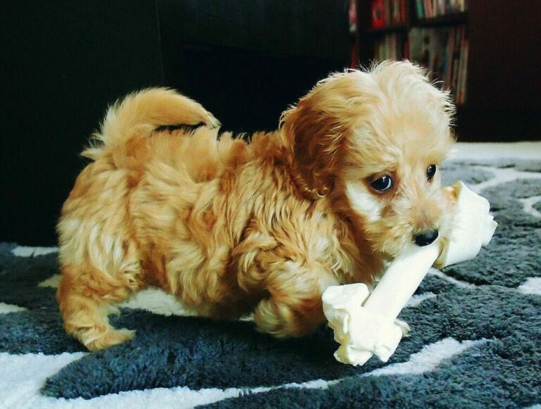 What Is A Dachshund Poodle Mix? Doxiepoo Facts You Ought To Know The Goody Pet