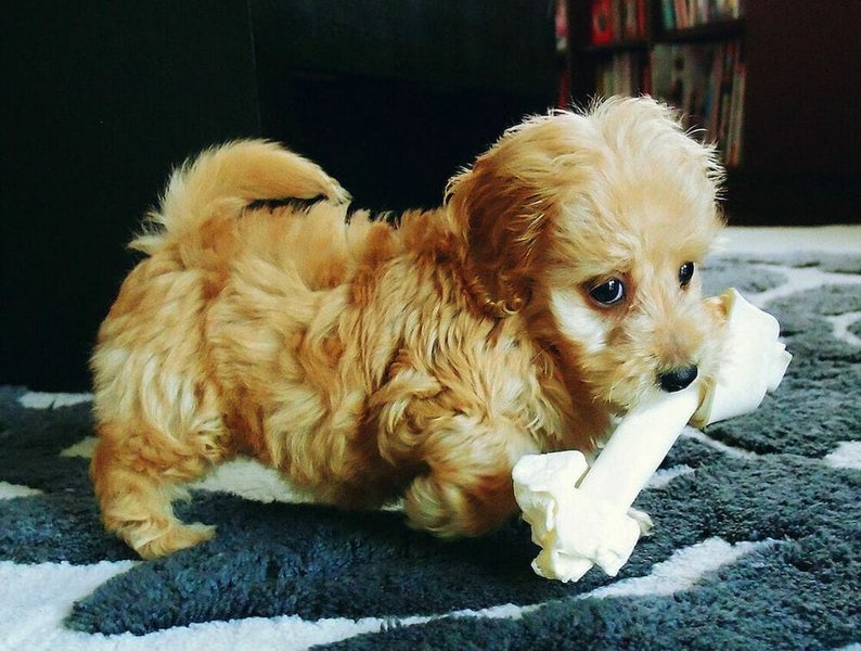 do doxiepoo shed